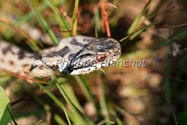 vipera berus 2.JPG - Vipère péliade, vipère du NordVipera berusCommon European adder, common European viper, European viperReptilia, Viperidae56 France